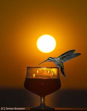 Missing Image: i_0036.jpg - Sunset Cocktail