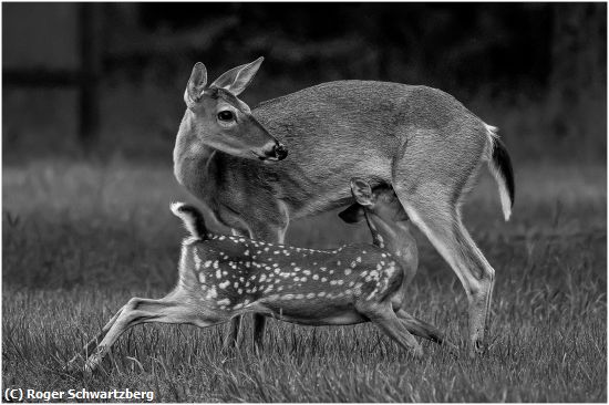 Missing Image: i_0041.jpg - Doe and Fawn