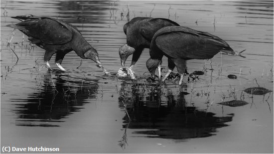Missing Image: i_0044.jpg - Vultures Gotta Eat