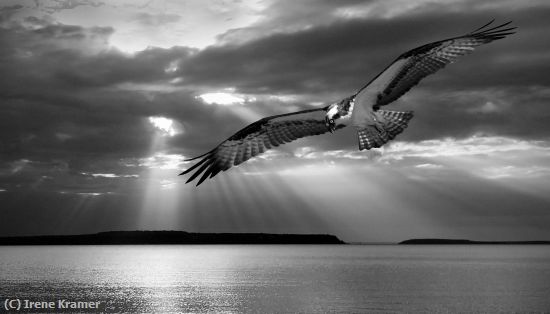 Missing Image: i_0047.jpg - Hovering Osprey