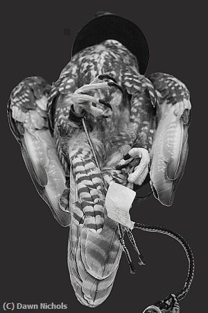 Missing Image: i_0061.jpg - Falcon Hospital Op