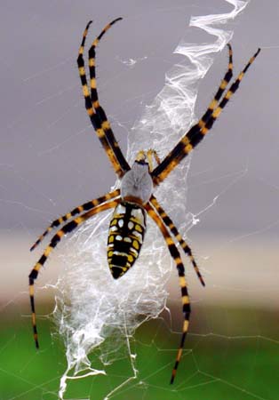 ei4_Joyce_Gentry_Black_and_Yellow_Spider