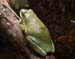 cp3_Kathy_Trentch_Tree_Frog