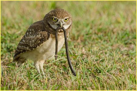 cp4_Dave_Hutchinson_Burrowing_Owl_With_Snake