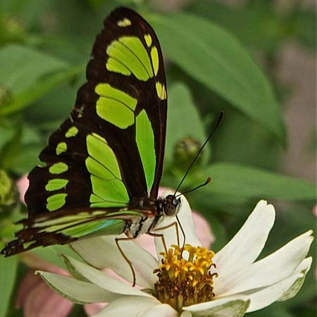 ei2_Lynn_Bosco_Green_Butterfly