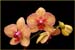 ei1_Ron_Caldwell_Red_and_Yellow_Orchid