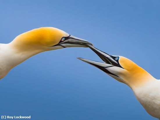 Missing Image: i_0019.jpg - Kissing Gannet Style